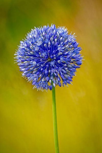 Jaynes Gallery 아티스트의 USA-Colorado-Fort Collins Blue allium flower close-up작품입니다.